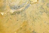 Polished Stromatolite (Conophyton) Fossil - Australia #180192-1